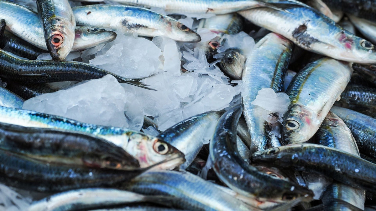 La pêche durable : les 7 choses à savoir !