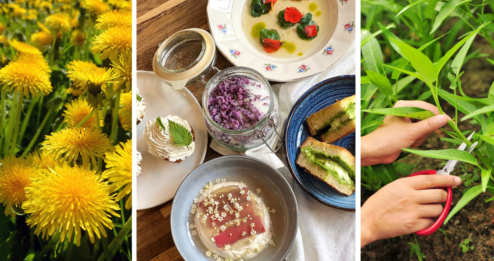 5 plantes sauvages à cuisiner au printemps