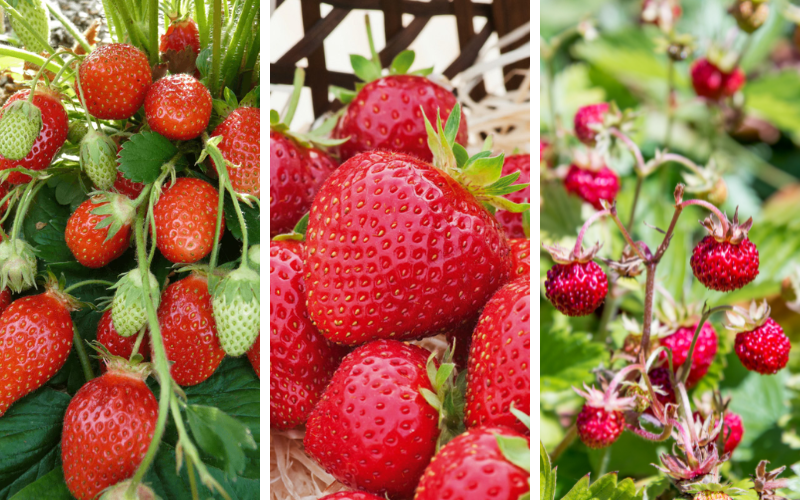 Quelle variété de fraises choisir selon la recette ? Le guide complet